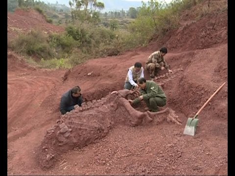 180 mln-year-old dinosaur fossils discovered in SW China