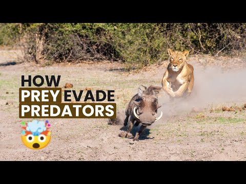The Ingenious Tactics of Prey: Survival Strategies Against Predators