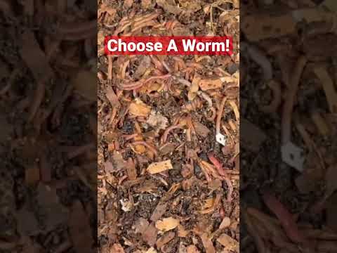 Unlock the Power of Vermicomposting 🪱 Transform Your Plants with Nature&#039;s Best Fertilizer! #wormfarm