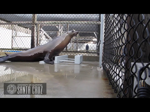 Sea Lion Keeps A Beat