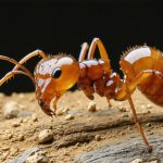 De oude “Helmier” ontdekking die de klok van de evolutie van mieren terugzet